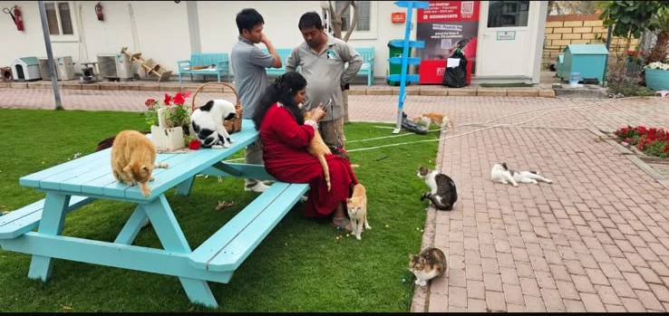 Cats gathering where Aysha sits, others watching nearby